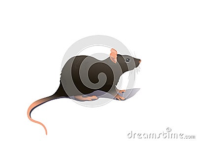 Common house mouse isolated on white background Vector Illustration