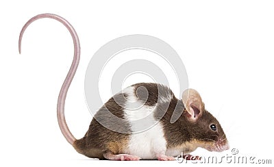 Common house mouse, Mus musculus, isolated on whi Stock Photo