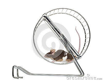 Common house mouse running in a wheel Stock Photo