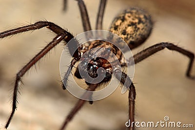 Common house spider (Tegenaria domestica) Stock Photo