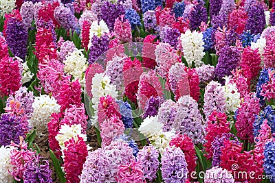 Common hyacinth Stock Photo