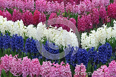 Common hyacinth Stock Photo