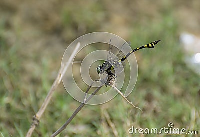 Common Indian Club-tail Dragon Fly Macro Shot Stock Photo