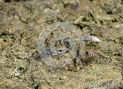 Common Indian Club-tail Dragon Fly Mating Stock Photo