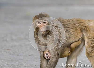 Common Indian monkey, rhesus Macaque carrying her baby gazing at the camera soulfully in all hopes Stock Photo