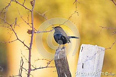 Common indian singing robin sitting on tree Stock Photo