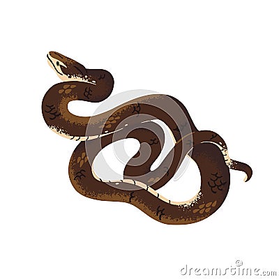 Common or Indian taipan. The most venomous australian snake. Dangerous exotic serpent with conservation status Vector Illustration