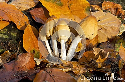 Common Ink Cap Fungus Coprinus micaceus Stock Photo