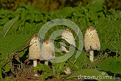 Common ink cap mushrooms in between green leaves , selective focus Stock Photo