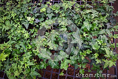 common ivy plant grow on pot in greenhouse ivy, english ivy or green ivy (Hedera helix) - tree ornamental plant reduce Stock Photo