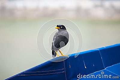 A Common Javan Mynah bird by the river in Singapore Stock Photo