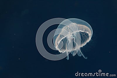 Common jellyfish Stock Photo