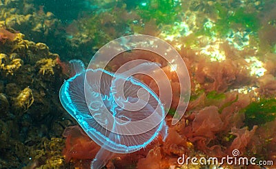 Common jellyfish, moon jellyfish (Aurelia aurita) swims over algae in the Black Sea Stock Photo