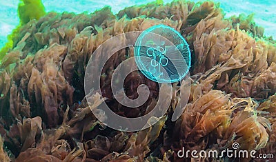 Common jellyfish, moon jellyfish (Aurelia aurita) swims over algae in the Black Sea Stock Photo