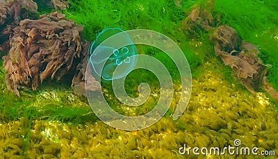 Common jellyfish, moon jellyfish (Aurelia aurita) swims over algae in the Black Sea Stock Photo