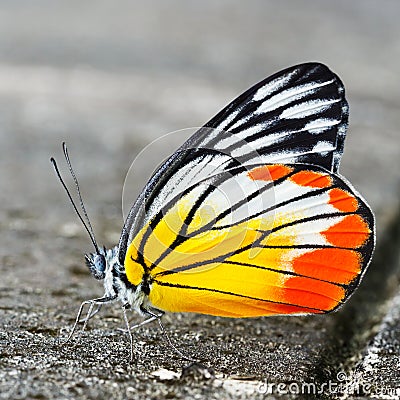 Common jezebel butterfly Stock Photo