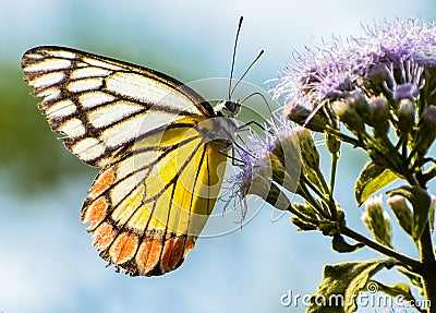 Common Jezebel or Delias eucharis butterfly on Blue Billygoat weed flower. Stock Photo