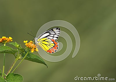 The Common Jezebel (Delias eucharis) Stock Photo