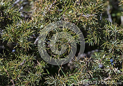 Common Juniper, Juniperus communis Stock Photo