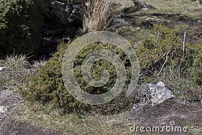 Common Juniper, Juniperus communis subsp. alpina Stock Photo