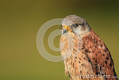 Common kestrel Stock Photo