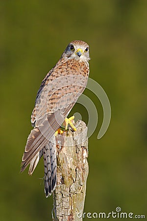 Common Kestrel, Falco tinnunculus, little birds of prey sitting on the tree trunk, Slovakia. Summer day with kestrel. Wildlife sce Stock Photo