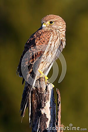 Common Kestrel, Falco tinnunculus, little birds of prey sitting on the tree trunk, Sweden Stock Photo