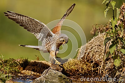 Common Kestrel hunting little mouse, Falco tinnunculus. Stock Photo