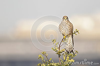 A common kestrel perched on a branch of a tree. Stock Photo