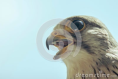 Common Kestrel Portrait Beak Wide Open Falco tinnunculus Stock Photo