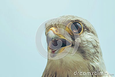 Common Kestrel Portrait Beak Wide Open Falco tinnunculus Stock Photo