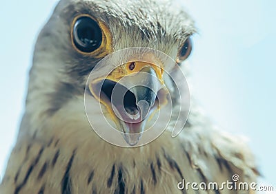 Common Kestrel Portrait Beak Wide Open Falco tinnunculus Stock Photo