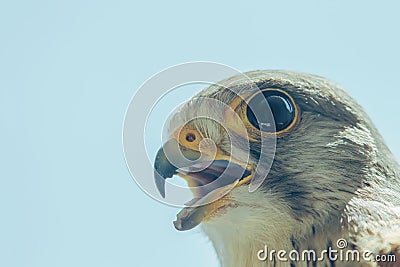 Common Kestrel Portrait Beak Wide Open Falco tinnunculus Stock Photo