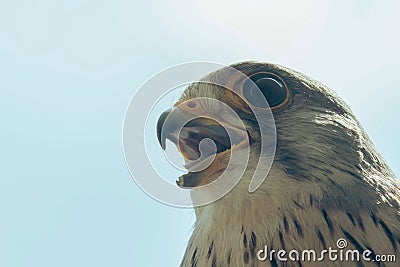 Common Kestrel Portrait Beak Wide Open Falco tinnunculus Stock Photo