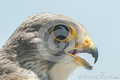 Common Kestrel Portrait Beak Wide Open Falco tinnunculus Stock Photo