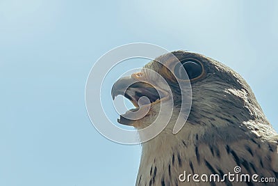 Common Kestrel Portrait Beak Wide Open Falco tinnunculus Stock Photo