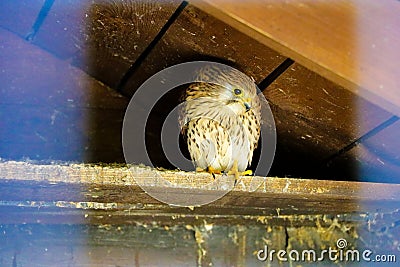 Common Kestrel Portrait Beak Wide Open Falco tinnunculus European kestrel Stock Photo