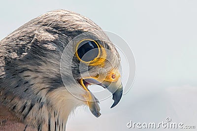 Common Kestrel Portrait Beak Wide Open Falco tinnunculus European kestrel Stock Photo