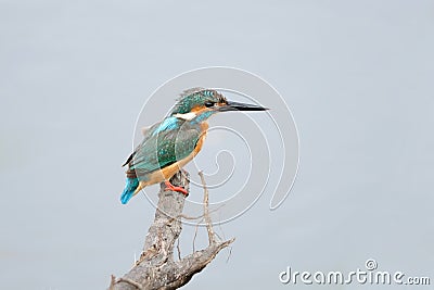 Common Kingfisher Stock Photo