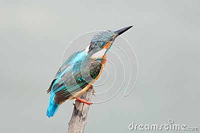 Common Kingfisher Stock Photo