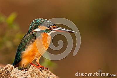 Common Kingfisher Stock Photo