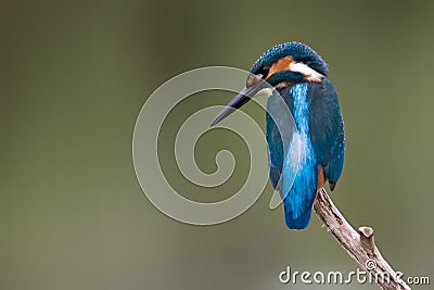 Common Kingfisher Stock Photo