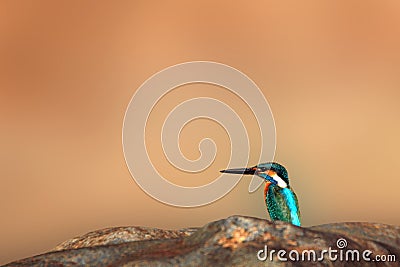 Common Kingfisher Stock Photo