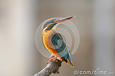 Common Kingfisher Alcedo atthis Stock Photo