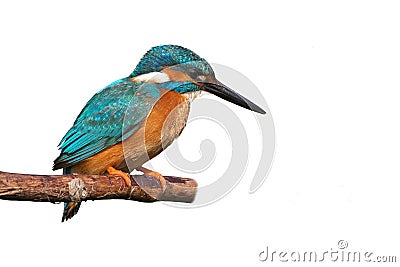 Common Kingfisher (Alcedo atthis). Stock Photo