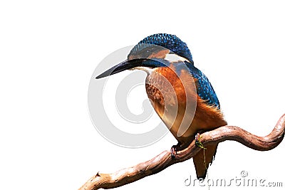 Common Kingfisher (Alcedo atthis). Stock Photo