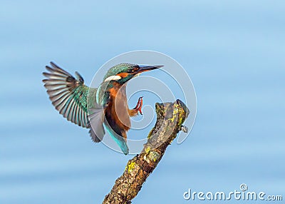 Common Kingfisher - Alcedo atthis landing on a stick. Stock Photo