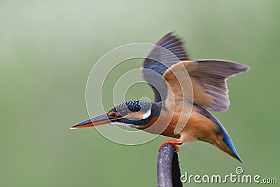 Common kingfisher alerting to invading bird by ready to fight back an enemy Stock Photo