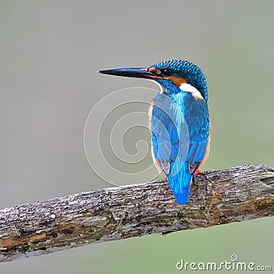 Common Kingfisher bird Stock Photo