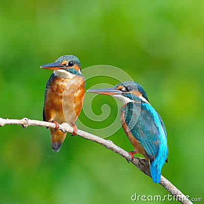 Common Kingfisher Stock Photo